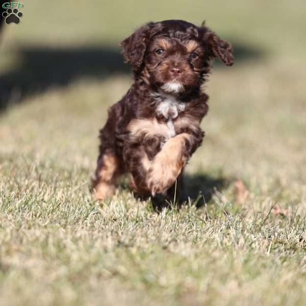 Gingerbread, Cavapoo Puppy
